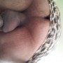 Analka