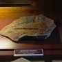 matteoelba